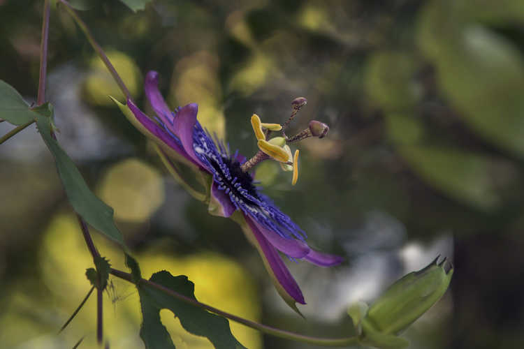 Passiflora 'Monika Fischer' (hybrid passion flower)