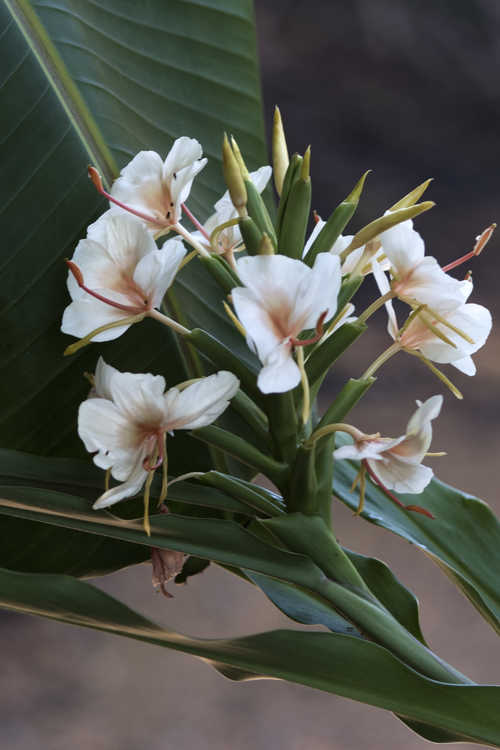 Hedychium (ginger lily)