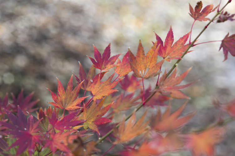 Acer (maple)