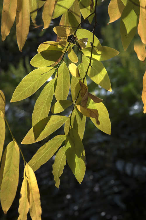 Lindera angustifolia (narrowleaf spicebush)