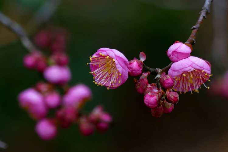 Prunus mume 'Peggy Clarke' (pink Japanese flowering apricot)