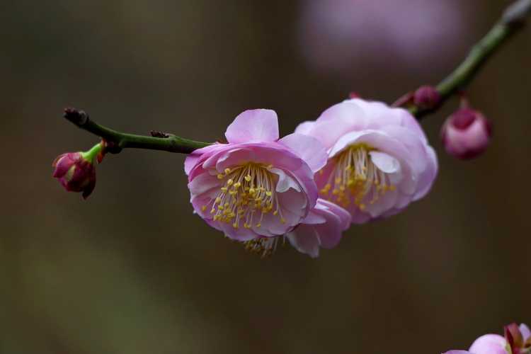 Prunus mume 'Rose Bud' (pink Japanese flowering apricot)