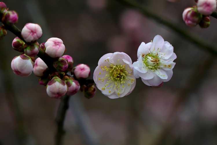 Prunus mume 'Omoi-no-mama' (Japanese flowering apricot)