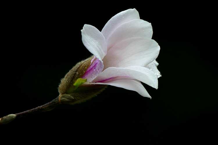 Magnolia ×loebneri 'Neil McEachern' (Loebner magnolia)