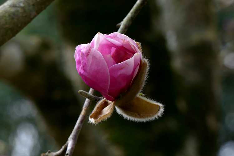 Magnolia denudata 'Forrest's Pink' (pink Yulan magnolia)
