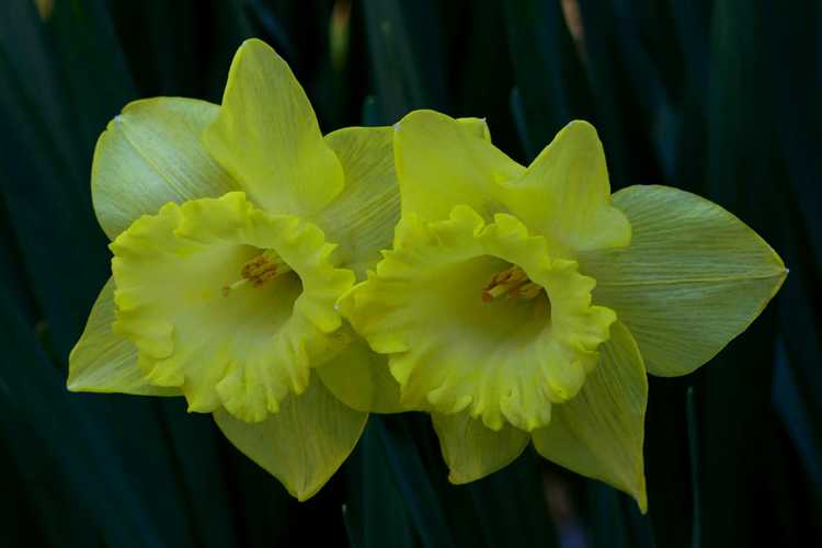 Narcissus (daffodil)