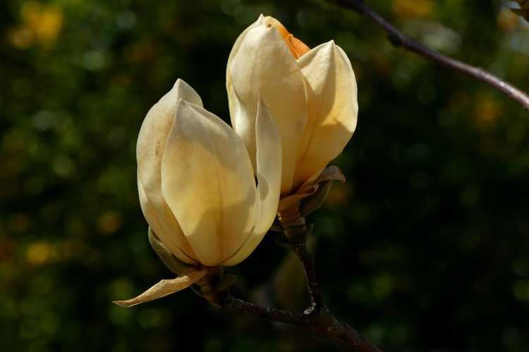 Magnolia 'Goldfinch' (hybrid magnolia)