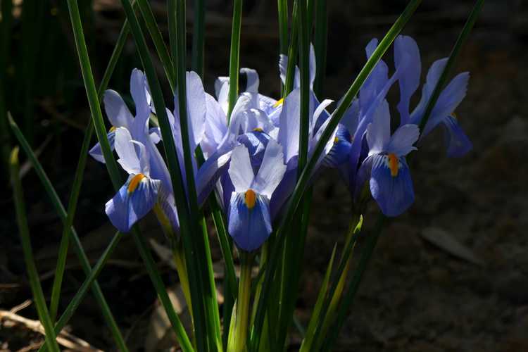Iris [Reticulata Group] 'Cantab' (netted iris)
