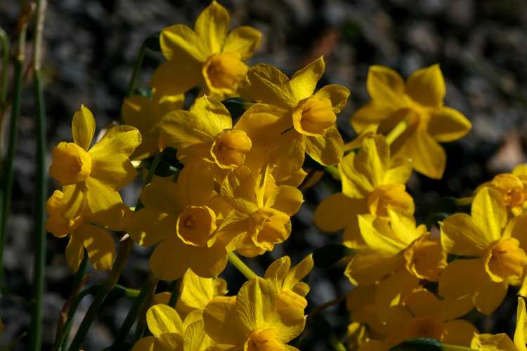 Narcissus jonquilla var. henriquesii (miniature daffodil)