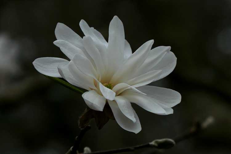 Magnolia ×loebneri 'Willowwood' (Loebner magnolia)