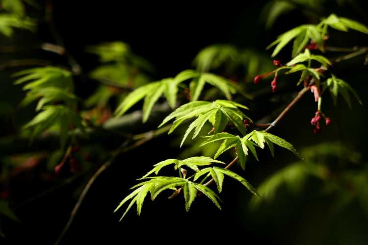 Acer palmatum 'Nishiki gawa' (pine-bark Japanese maple)