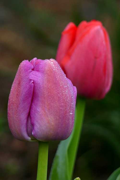 Tulipa (Pride Mixture)