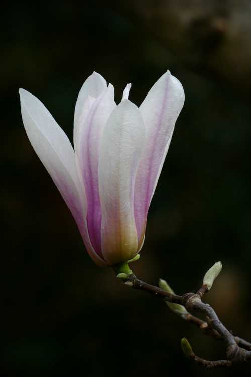 Magnolia ×soulangeana 'Lilliputian' (saucer magnolia)