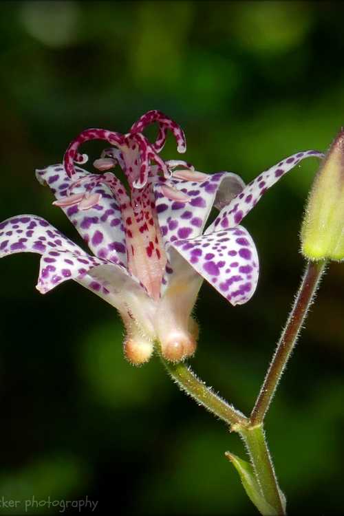 Tricyrtis (toad lily)