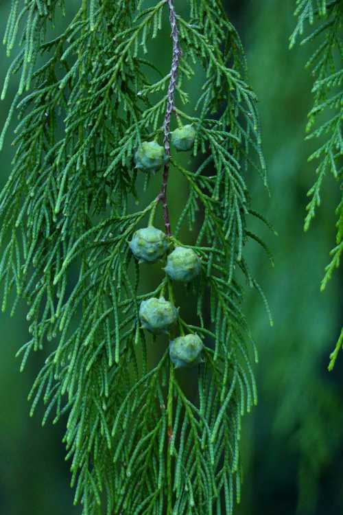 Cupressus funebris (mourning cypress)