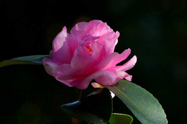 Camellia ×hiemalis 'Rose of Autumn' (hybrid camellia)