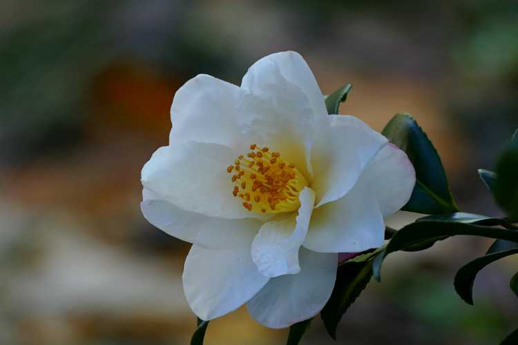 Camellia ×vernalis 'Ginryu' (vernal camellia)