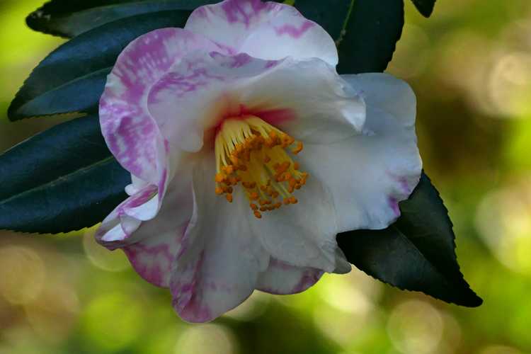Camellia ×vernalis 'Shibori Egao' (hybrid camellia)