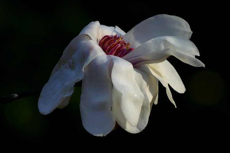 Magnolia ×loebneri 'Ballerina' (Loebner magnolia)