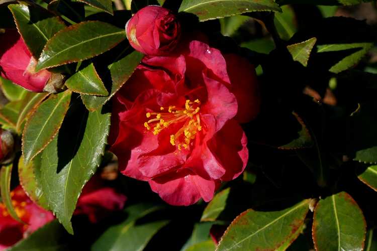 Camellia sasanqua 'Reverend Ida' (sasanqua camellia)