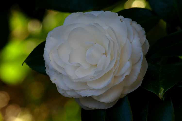 Camellia japonica 'White By The Gate' (Japanese camellia)