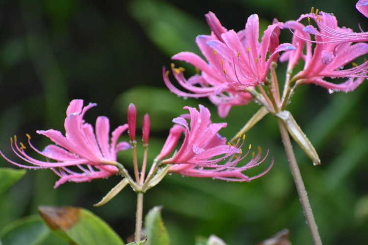 Lycoris ×rosea (rosy surprise-lily)