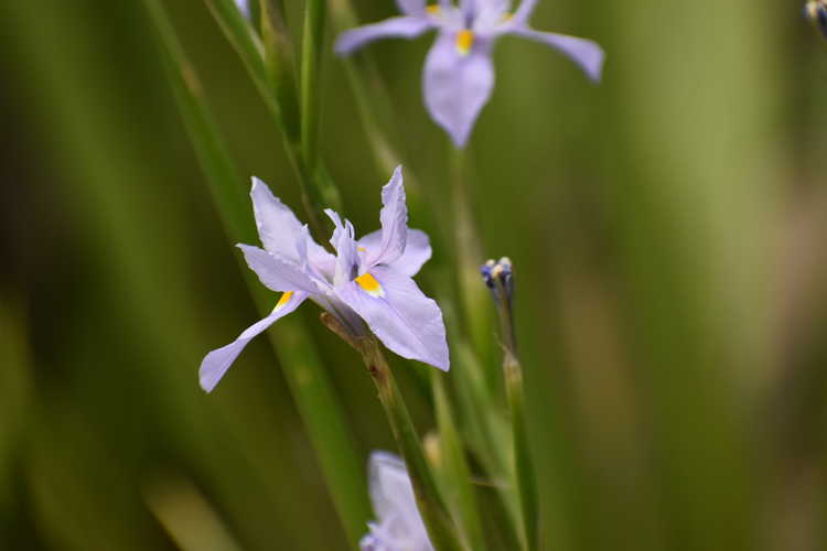 Moraea polystachya (butterfly iris)