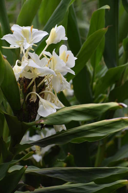 Hedychium 'Betty Hodge' (hardy ginger lily)