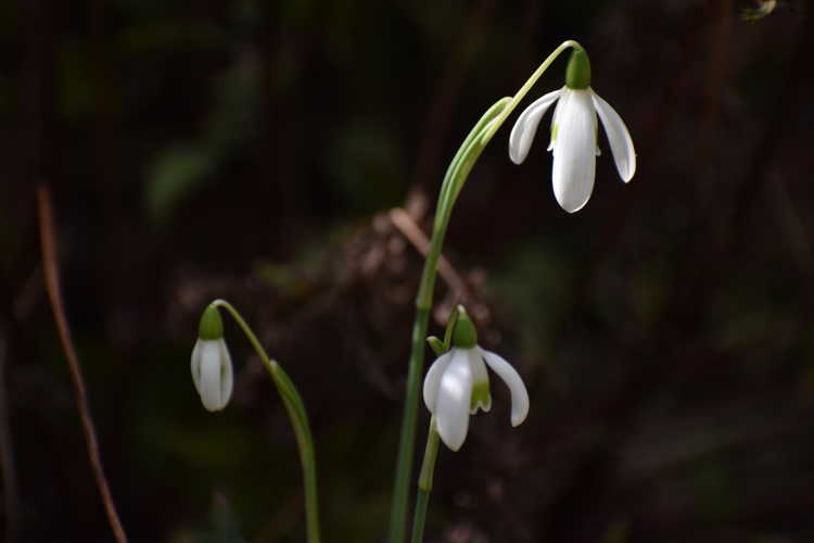 Galanthus reginae-olgae (Queen Olga's snowdrop)