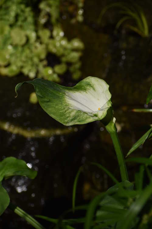 Zantedeschia aethiopica 'Green Goddess' (calla lily)