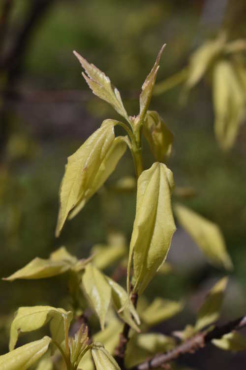 Acer buergerianum 'Bling-bling' (golden trident maple)
