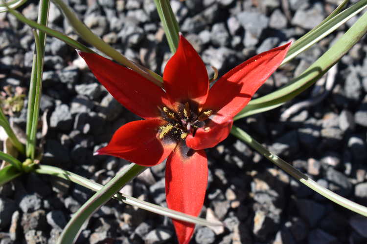 Tulipa 'Lizzy' (tulip)