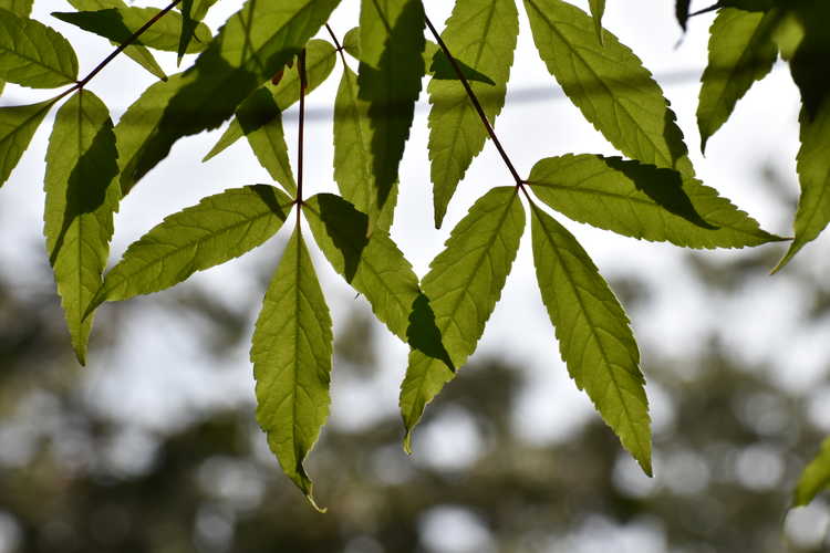 Acer mandschuricum (Manchurian maple)