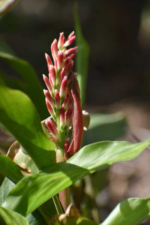 Alpinia japonica (Japanese ginger)