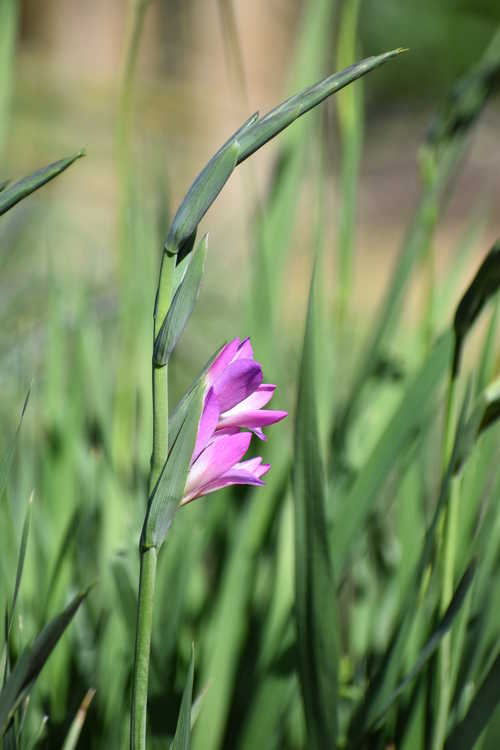 Gladiolus communis (gladiolus)
