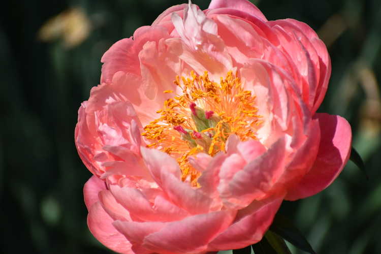 Paeonia 'Coral 'N Gold' (peony)