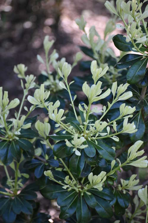 Pittosporum tobira 'Spring Bouquet' (Japanese pittosporum)
