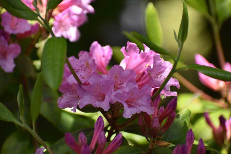 Rhododendron minus 'Southern Cerise' (Piedmont rhododendron)