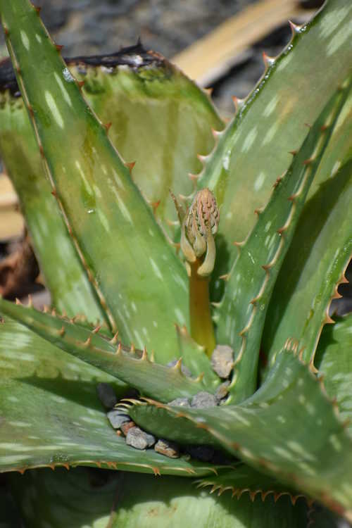 Aloe maculata 'Fort Worth' (soap aloe)