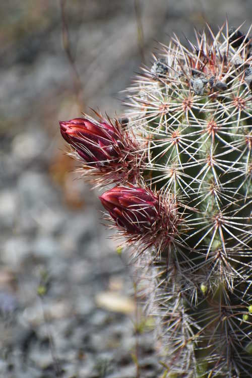 Echinocereus ×roetteri (Roetter's hedgehog cactus)