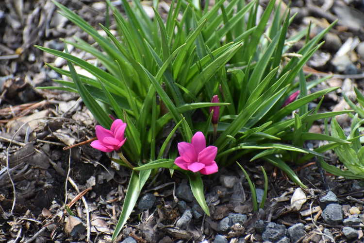 Rhodohypoxis milloides (pink star grass)