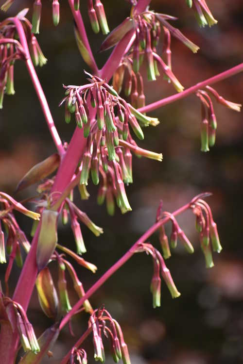 Beschorneria (B. dekosteriana × B. septentrionalis) × B. septentrionalis (hybrid false red agave)
