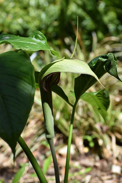 Arisaema 'Crossing Over' (Jack-in-the-Pulpit)