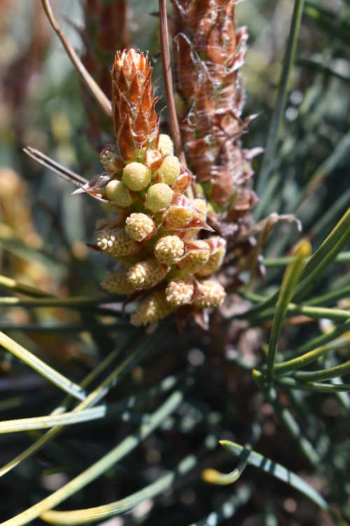 Pinus sylvestris 'KBN Gold' (Scots pine)