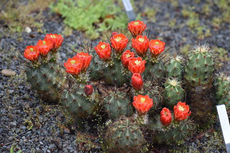 Echinocereus triglochidiatus (claret cup hedgehog cactus)