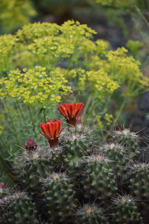 Echinocereus coccineus (scarlet hedgehog cactus)