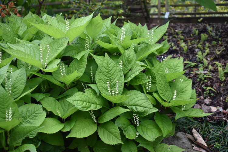 Chloranthus serratus (serrate-leaf chloranthus)