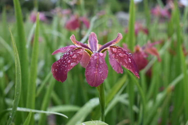 Iris nelsonii (Nelson's iris)
