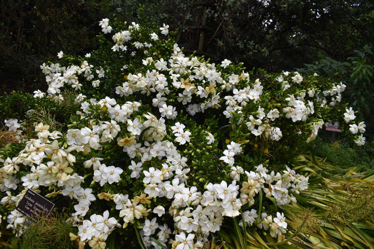 Gardenia jasminoides 'Lynn Lowrey' (Cape jessamine)