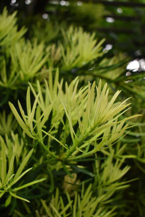 Podocarpus macrophyllus var. maki 'Kinme' (golden-tip Japanese yew-pine)
